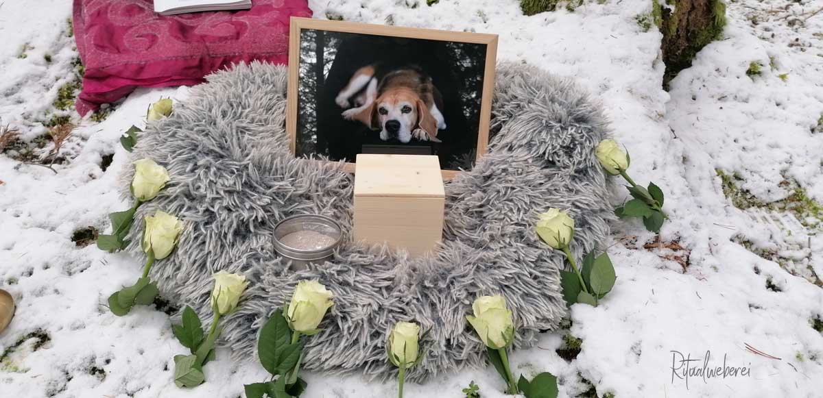 Abschied von Beagle-Hündin Paula